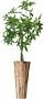 Product afbeelding van: Must Living Le Jardin vaas teakhout naturel 35x80cm