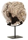 Product afbeelding van: Must Living Fossil ornament versteend hout 26x33cm